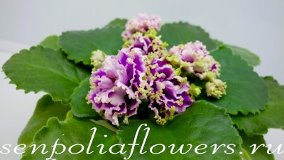 Фиалка АВ-Моника Белуччи (Фиалковод) 2022г